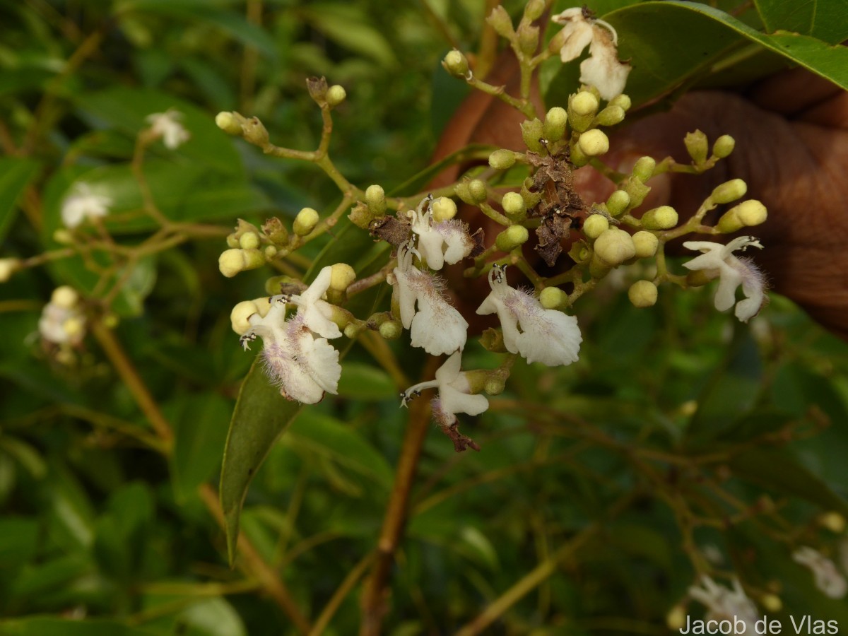 Vitex negundo L.